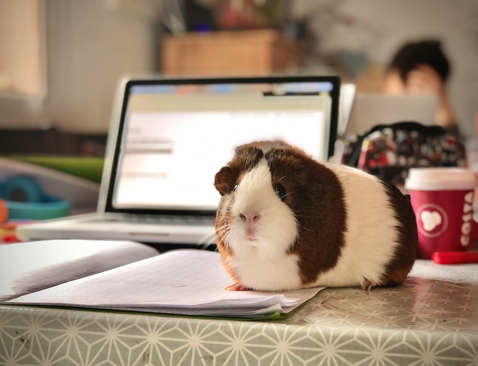 white and brown guinea pig on white paper in front of a computer